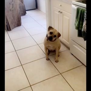 Meet your Posher, Gianna